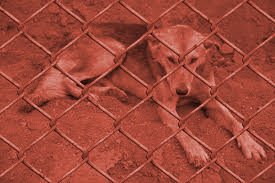 Au #ParlWal, je demanderai cet aprem au Ministre <a href="/CarloDiAntonio/">Carlo Di Antonio</a> de faire la lumière sur l'élevage de #chiens à #Blaton, après les cris d'alertes de nombreux citoyens inquiets ces dernières semaines. Stay tune! #Bienêtreanimal <a href="/mickdelfosse/">Mickaël Delfosse</a> @zoemailibe