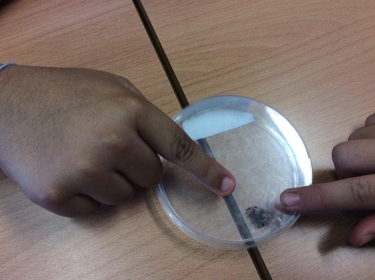 HPA_Philip_Lane's tweet photo. Another Year 4 lesson. Children had to collect and observe living things from the playground.
#HPAPLYear4 #HPAPLScience https://t.co/vWHGGS5TWg