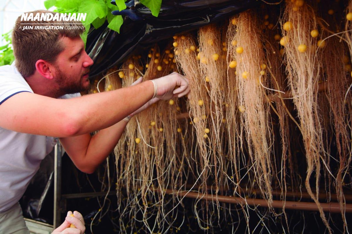 RivulisOfficial's tweet photo. In this #Potato_project in #Divinolndia_city, #So_Paulo_state, #Brazil,
The implementation of the #Aeroponic system, with @NaanDanJain     #Fogger_micro_sprinklers and #Hadar_7110, results in the production of up to 4 times more #potato_seeds, using 90% less water! https://t.co/FWrdp1LC20