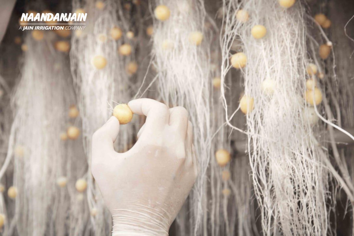 RivulisOfficial's tweet photo. In this #Potato_project in #Divinolndia_city, #So_Paulo_state, #Brazil,
The implementation of the #Aeroponic system, with @NaanDanJain     #Fogger_micro_sprinklers and #Hadar_7110, results in the production of up to 4 times more #potato_seeds, using 90% less water! https://t.co/FWrdp1LC20