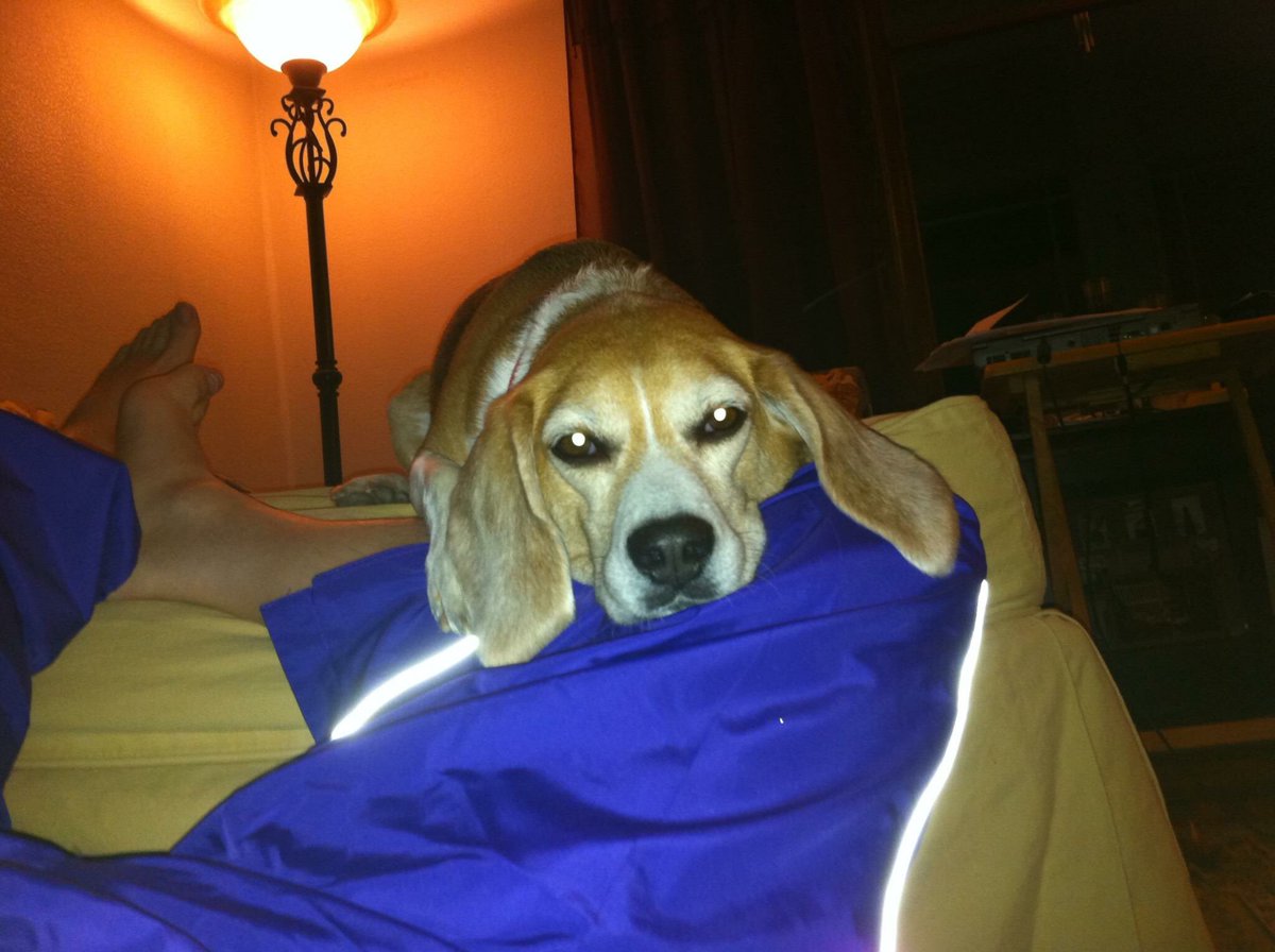 Mel_ForReal's tweet photo. #MondayMood #MondayBlues #MondayMotivaton #grumpybeagle Seriously guys, can I at least get a cup of coffee and a friggin scooby snack before you start with flashing lights. Sheesh. https://t.co/YxgWsic2yB