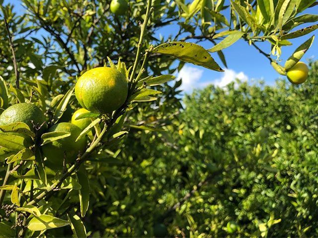 Spain is Europe’s largest producer of oranges and most of these oranges come from Costa del Azahar, just like these oranges. These green oranges aren’t ripe yet. They will be in November. Then they’ll be harvested and who knows, maybe these oranges will … ift.tt/2xmXkmR