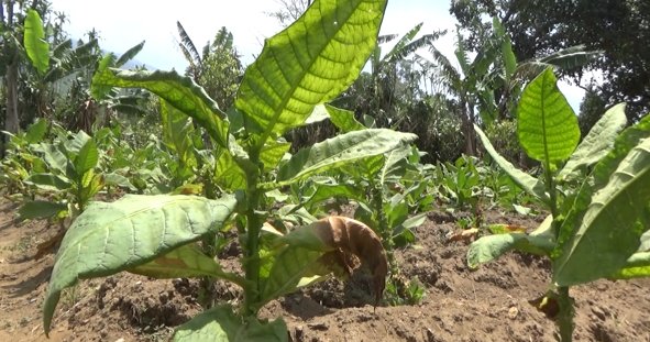 Kemarau Panjang, Petani Tembakau Terancam Merugi dlvr.it/QkRnrF