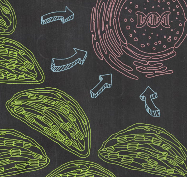 cragenomica's tweet photo. CRAG #BiennialReport #ScientificHighlight Chloroplast protein homeostasis. Communication #chloroplast #nucleus Read about 2 Plos Genetics papers published by Rodriguez-Concepción lab https://t.co/WFw3VdWR3S https://t.co/dntsoMeoWz