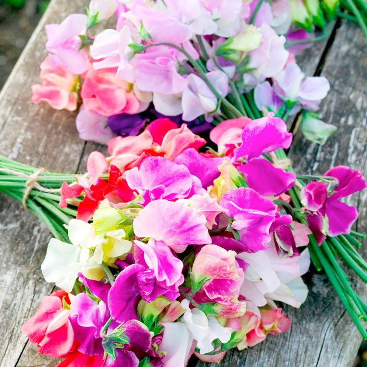 suttons_seeds's tweet photo. Have you started to sow sweet pea seeds yet? Start sowing them this month to overwinter for the earliest displays in spring. https://t.co/LbSsI5CEsE #sweetpea #growhow https://t.co/aW7o5eFBQl