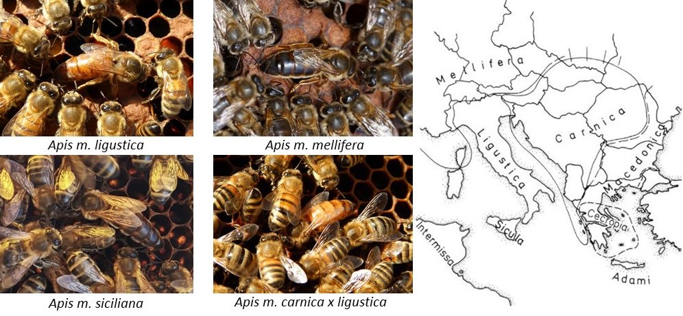WBA_social's tweet photo. Primo Corso #biodiversityfriend #beekeeping co-organizzato da World Biodiversity Association (#WBA) e #BIOAPI.
08-11. Ottobre 2018 presso La Fabbrica della Natura, Loc. La Fabbrica – Ponte alla Piera, 67, 52031 Anghiari.
Per informazioni: https://t.co/auEE0Ed5J7 https://t.co/RwTibwAfmR