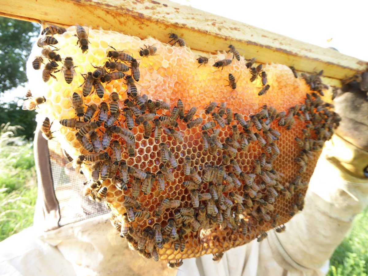 WBA_social's tweet photo. Primo Corso #biodiversityfriend #beekeeping co-organizzato da World Biodiversity Association (#WBA) e #BIOAPI.
08-11. Ottobre 2018 presso La Fabbrica della Natura, Loc. La Fabbrica – Ponte alla Piera, 67, 52031 Anghiari.
Per informazioni: https://t.co/auEE0Ed5J7 https://t.co/RwTibwAfmR