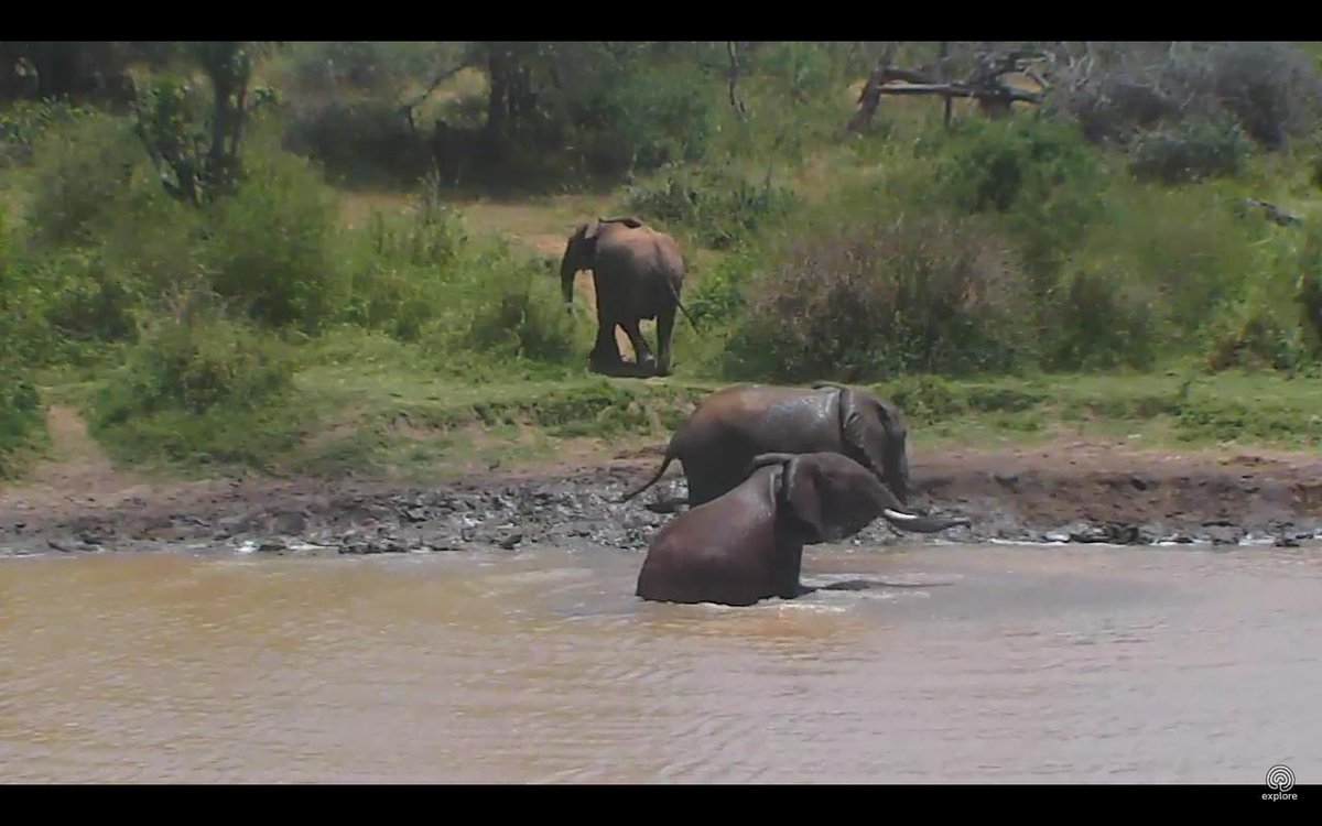 Dance Anyway (@dancanyway) on Twitter photo Live Stream Cams - NOW
Elephants Playing at the Waterhole !
explore.org/livecams/africā¦
#Nature #Elephants #SafariLive @mpalalive <a href="/exploreorg/">explore.org</a> #Splash #Trunks #MondayMotivation Live Stream Cams - NOW
Elephants Playing at the Waterhole !
explore.org/livecams/africā¦
#Nature #Elephants #SafariLive @mpalalive <a href="/exploreorg/">explore.org</a> #Splash #Trunks #MondayMotivation