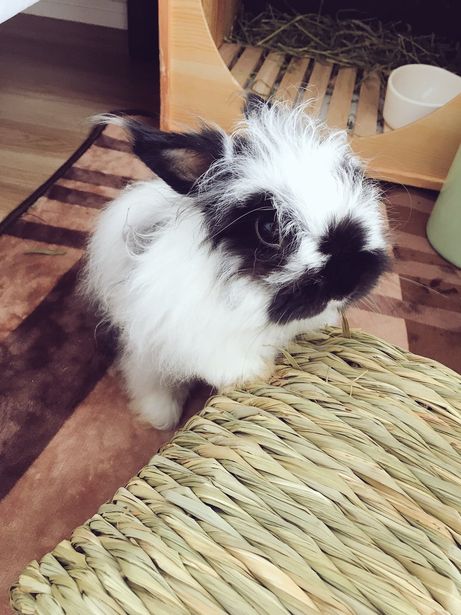 あかちやん うちのうさぎの オレオくん です 長毛種ですぐ毛が伸びるためヘアカットで様々なスタイルを楽しむアーバンなボーイです 寝る時は下半身高め派 賞賛の声などお気軽にお寄せください よろしくお願いします あかちやん うちのうさぎの オレオくん です 長毛種ですぐ毛が伸びるためヘアカットで様々なスタイルを楽しむアーバンなボーイです 寝る時は下半身高め派 賞賛の声などお気軽にお寄せください よろしくお願いします
