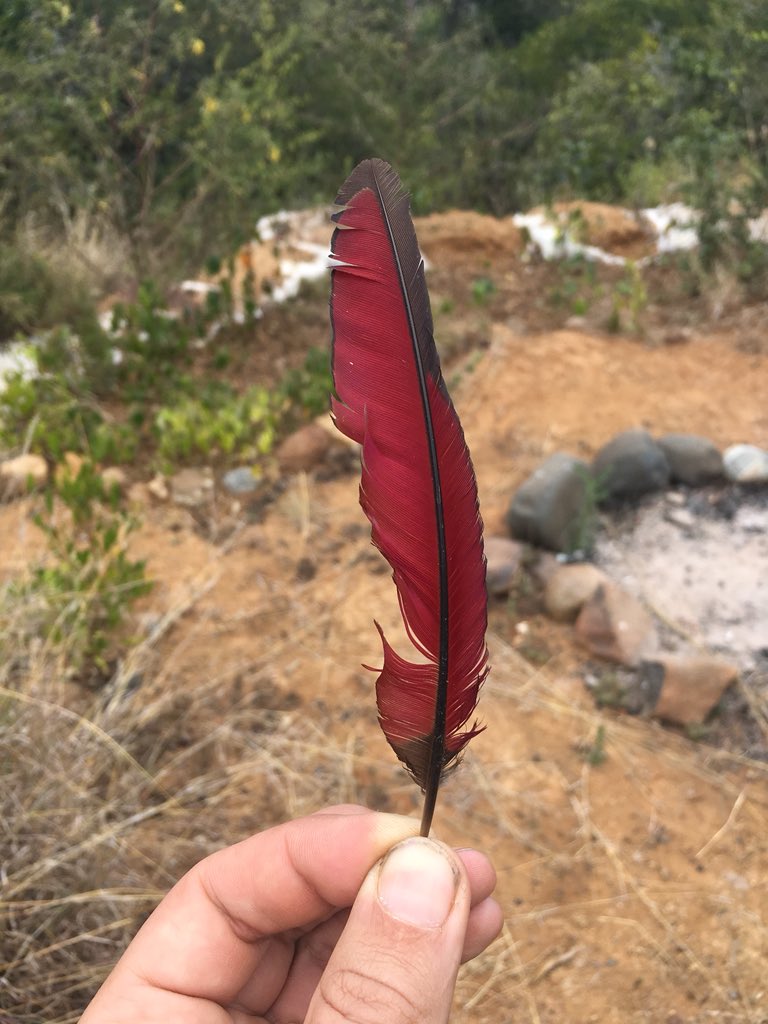 GwiliGibbon's tweet image. #biologytwitter after my last post failed to get an answer, let’s try this one.  Anyone able to ID the bird this bird leaf belongs to? 🍁