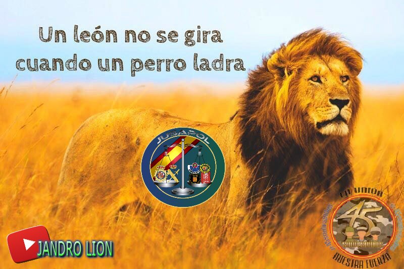 Jandro Lion tweet media