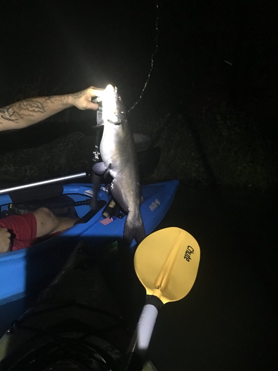 BassHunter0723's tweet photo. Went out on the lake last night caught this nice catfish https://t.co/WStudMGEsY