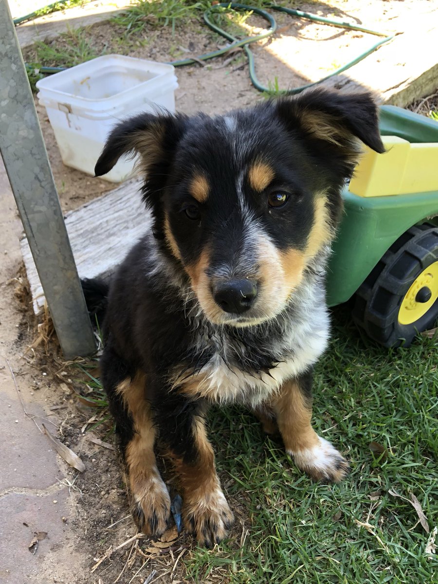 koolie x blue heeler