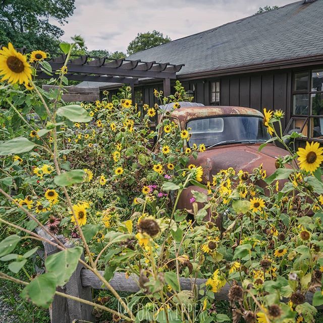 cordtripper's tweet photo. Vintage Hudson Valley
....
....
....
....
#post500 #cordtripper #newyork #catskills #hudson #valley #winery #hike #vintage #scenic #landscape #truck #abandoned #traveling #photography #travelphotography #travelpics #stamped #artofvisuals #exploringtheglobe #wanderlust #staya… https://t.co/rABhLCu9m8
