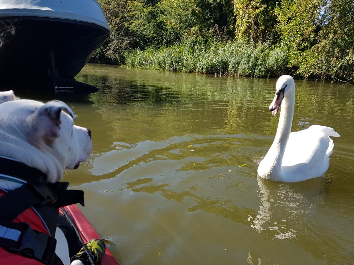 kayak_max's tweet photo. When a Swan swims up and pecks me 😳 #kayakingchallenge #oxfordtowarrington @ITVGranadaTV @RSPCAWarrington https://t.co/PPUIH4hdUq