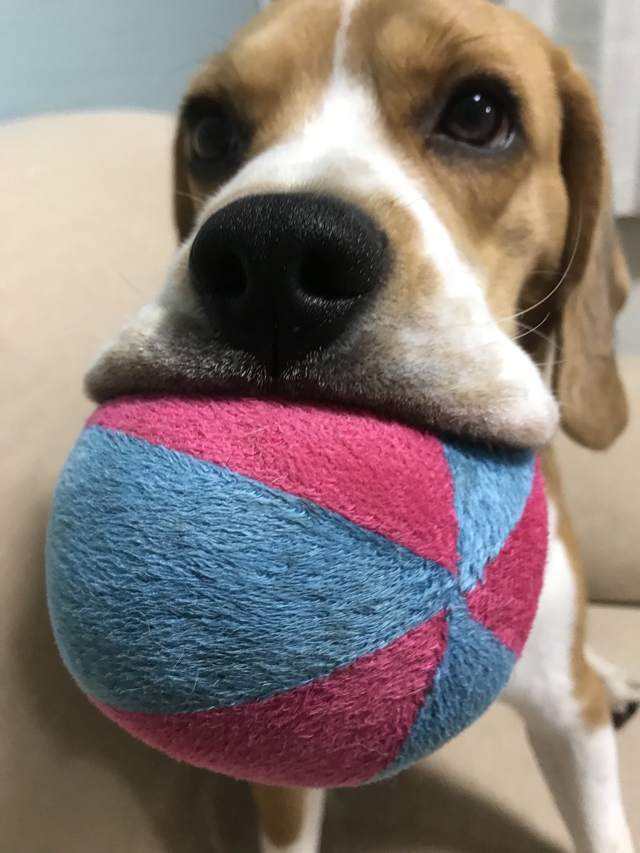 Beagle Facts On Twitter Beagle Cheeks