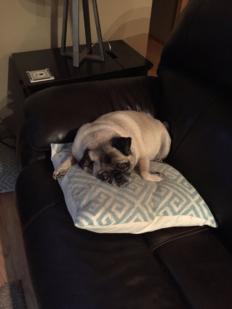 Do I have to do another Monday??  #mymorning #zoeythepug #katandkellysdad #wcco