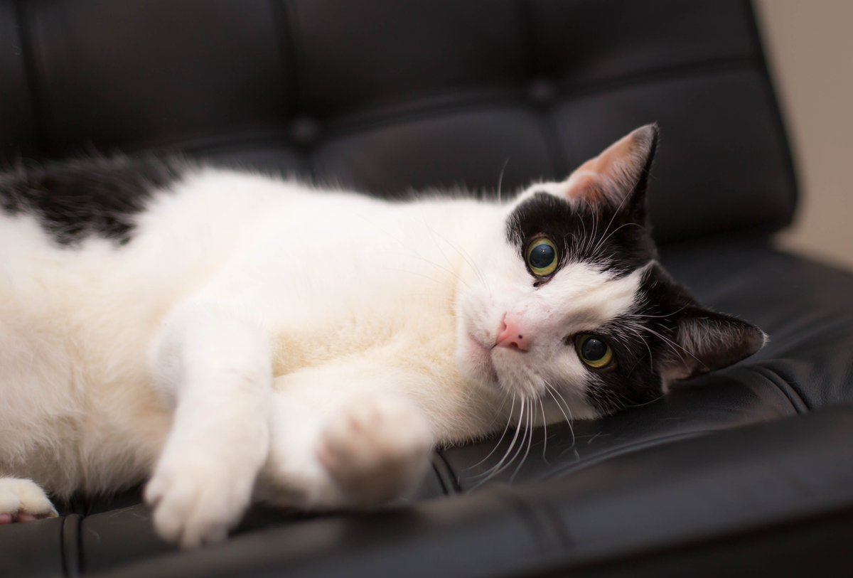 i've been thinking...
maybe monday has a bad reputation for no reason. if it had a different name, we might all LOVE this day.  i think we should rename it to CHEESEDAY! 

#CatsofTwitter