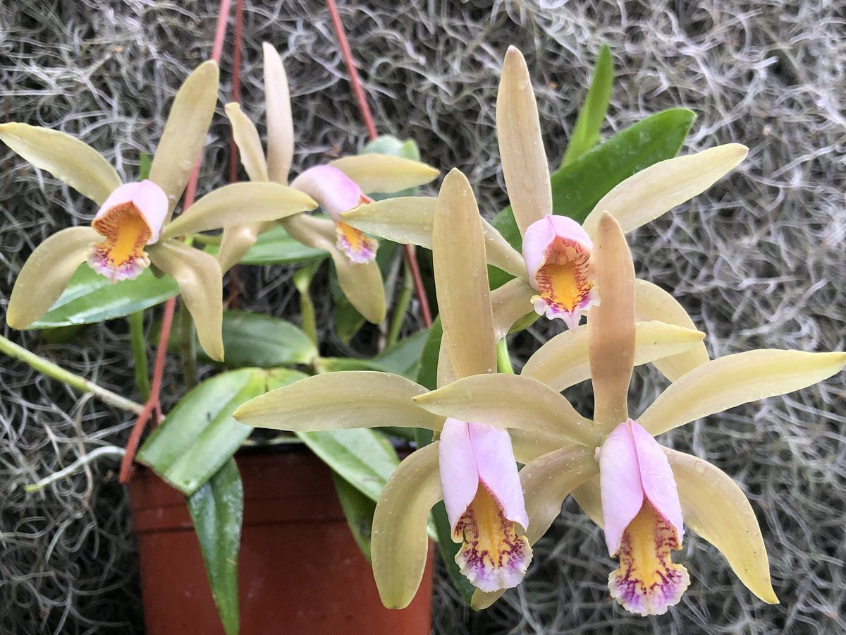 MichaelBenedito's tweet photo. Cattleya forbesii, endemic to the Atlantic forest, Brasil https://t.co/4IFDHLjVdc