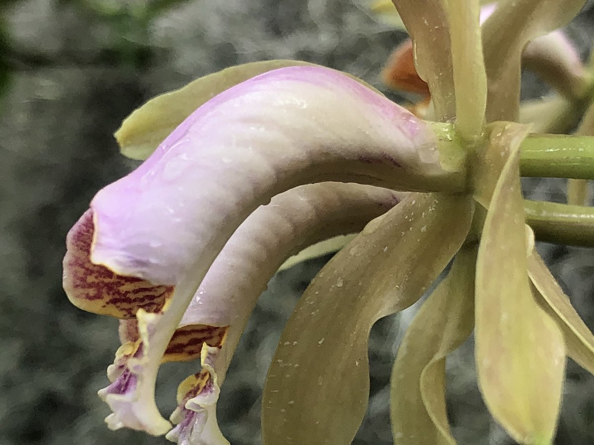 MichaelBenedito's tweet photo. Cattleya forbesii, endemic to the Atlantic forest, Brasil https://t.co/4IFDHLjVdc