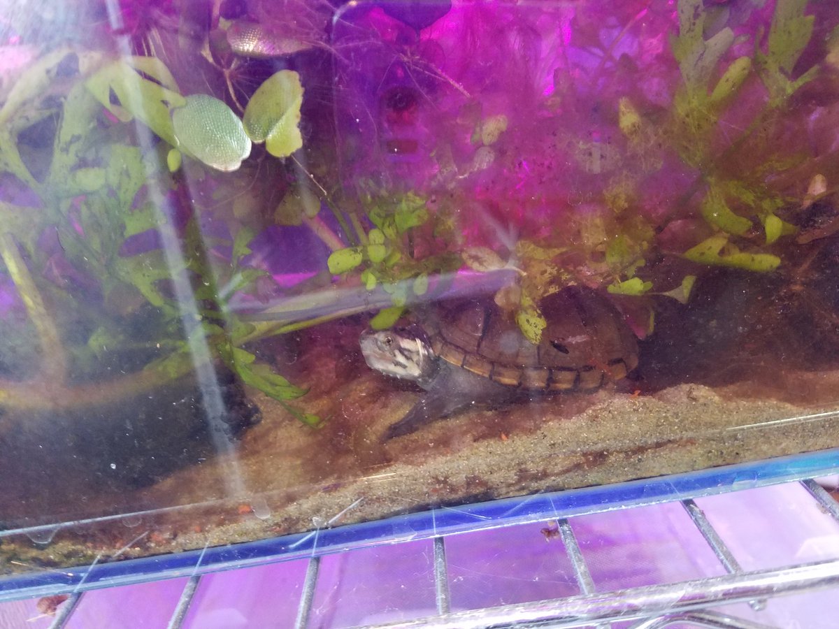N D ジェイソン ワルキューレがとまらない たま忘れるカメ水槽 物理濾過とか生物濾過に頼るより 亀はダイナミックに水替えすりゃあいいよね トウブドロガメ N D ジェイソン ワルキューレがとまらない たま忘れるカメ水槽 物理濾過とか生物濾過に頼るより 亀はダイナミックに水替えすりゃあいいよね トウブドロガメ