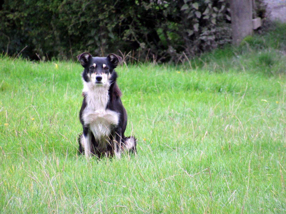 BridFitzMurphy's tweet image. Love looking out at my little dog dog!!!!!