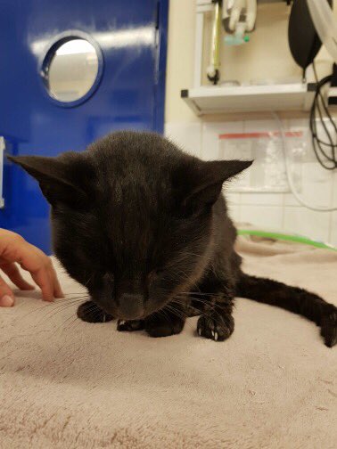 SolihullUpdates's tweet photo. FOUND: Do you know who she belongs to?

Female black cat found on Lawnswood Avenue B90 - currently at Amicus Vets having medical treatment (0121 733 1439).

No microchip or collar.

Please RT. https://t.co/0sRp68nKZc
