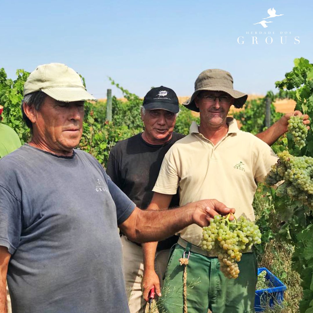 herdadedosgrous's tweet photo. Harvesting is in full force and today we harvest Arinto! https://t.co/6P3su69BTV
