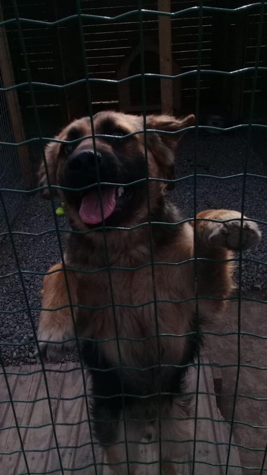 Amigos los mellizos singuen sin encontrar una familia que los quiera adoptar 😩 ellos se encuentran en un Refugio y por ende hay que pagar todos los meses su estadía y el 24 de cada mes, por favor ayudemos para que puedan ser adoptados 🙏🏻🙏🏻❤️🐾