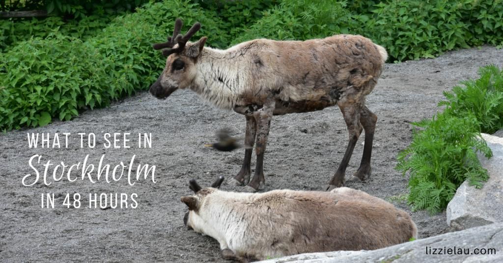 Travel, Tourism, Fun (@ourtraveltimes) on Twitter photo What To See In Stockholm in 48 Hours With Kids #VisitStockholm #Sweden buff.ly/2nRNQf5 #travel #familytravel via <a href="/actionevans/">Lizzie Lau</a> What To See In Stockholm in 48 Hours With Kids #VisitStockholm #Sweden buff.ly/2nRNQf5 #travel #familytravel via <a href="/actionevans/">Lizzie Lau</a>