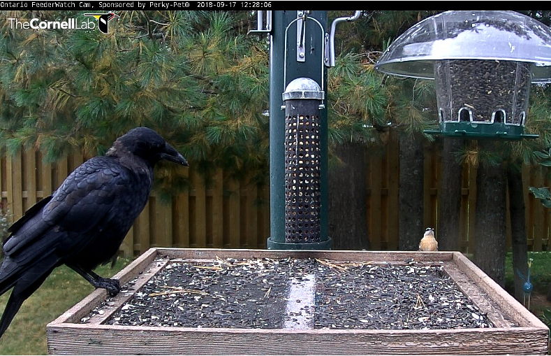 Tammie Hache On Twitter Fun Crow Visit This Morning First He S