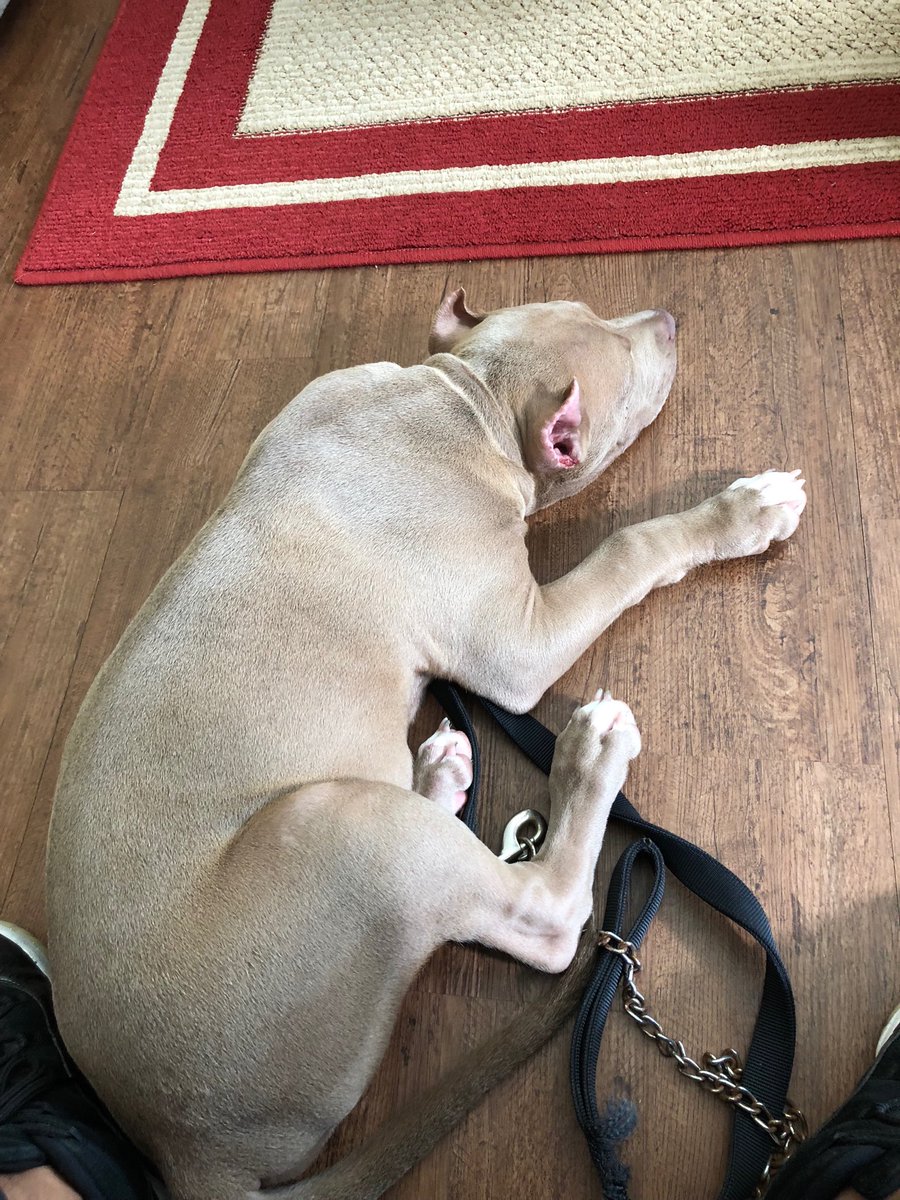 edaltx's tweet image. My boy Ghost almost 4 months old....