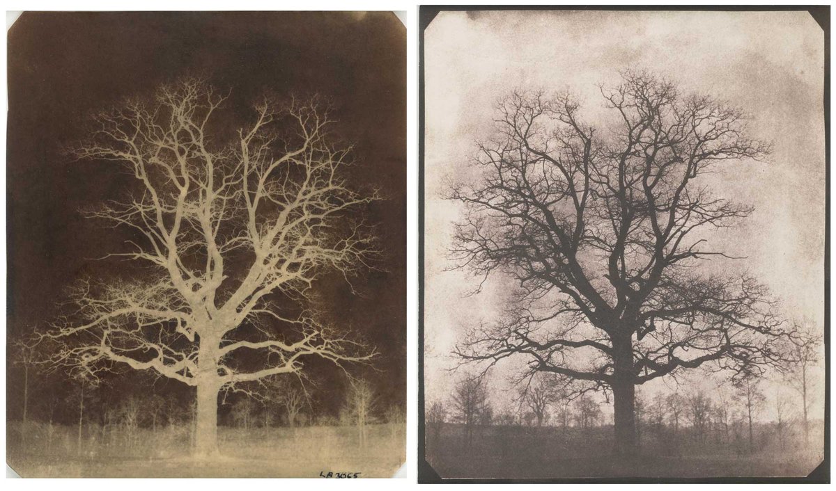 William Henry Fox Talbot, An oak tree in winter, Lacock