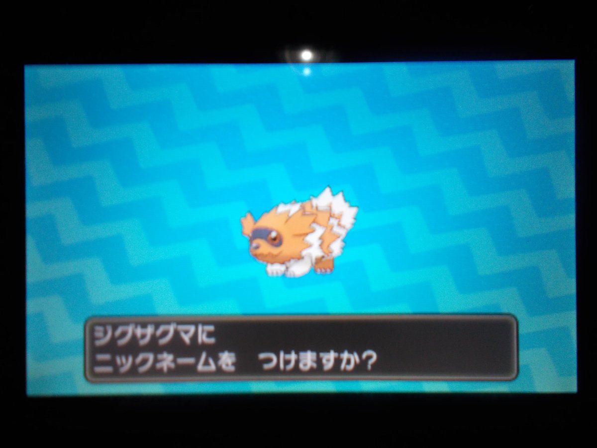 トッシー 旅行中 على تويتر 欲しかった色違いのジグザグマが生まれた 可愛い