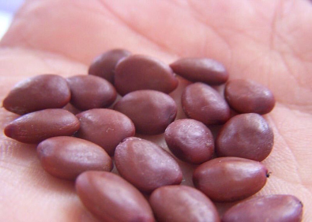 Keçi boynuzu tohumu her zaman aynı gramdadır. Tarihte elmas ölçümü için "karat" olarak kullanılırdı.

16 çekirdek 1 dirhem eder (~3gr)

İki dirhemlik altının 1 çekirdek fazla tartılması satıcının itibarını gösterirdi.

2 dirhem 1 çekirdek deyimi de buradan gelir.