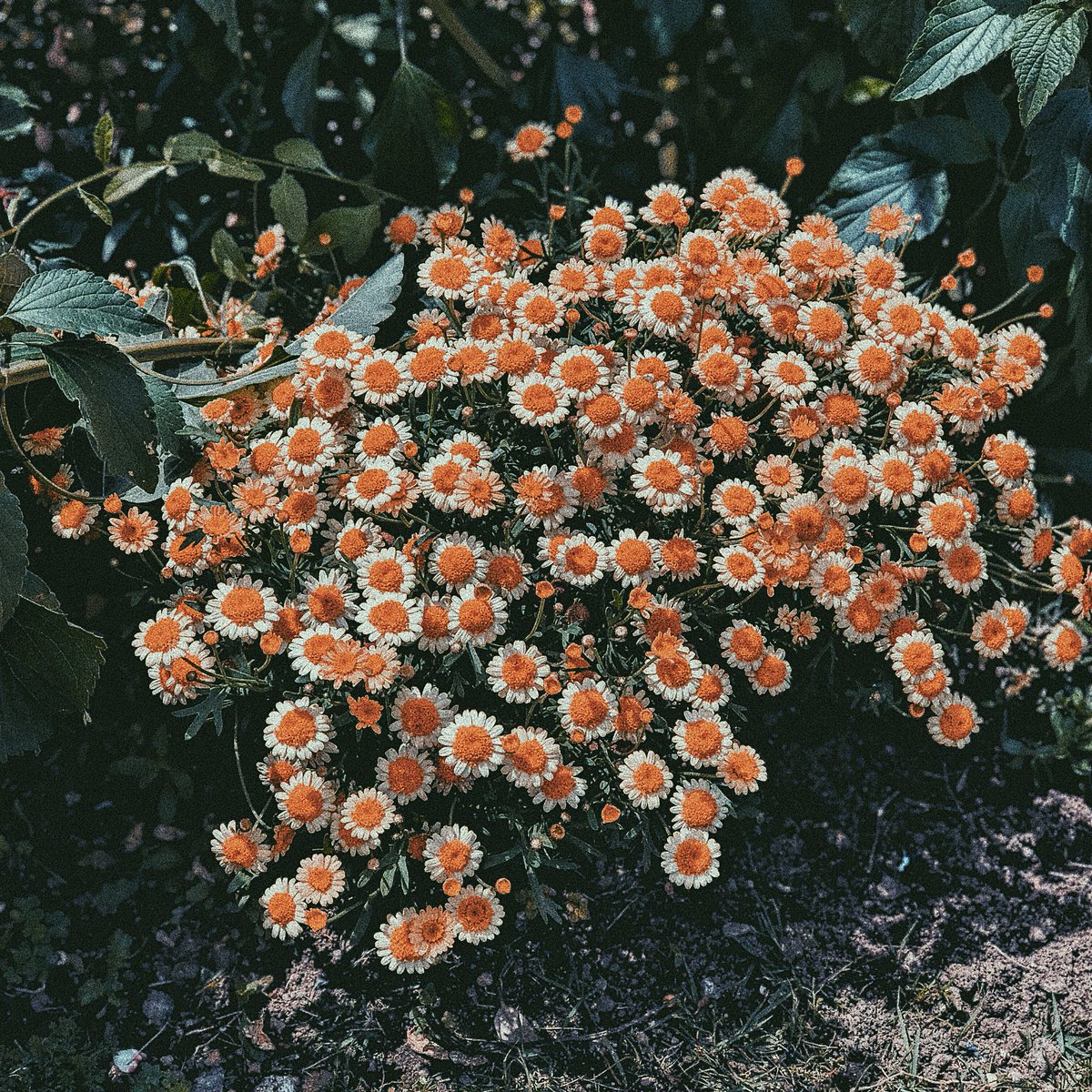 Diarypic_'s tweet image. Before, After 
Vsco Filter P5 - เป็นฟิลเตอร์ที่ฟ้ามากๆ ดังนั้นจะเหมาะกับรูปที่สีสดๆ แล้วอยากได้ให้เป็นโทนเย็น แล้วปรับให้แสงต่ำเอาน้า จะได้โทนที่สวยเลย💕
📍 Yamashita Park , Yogohama , Japan
📷 Iphone8 plus
#dppts