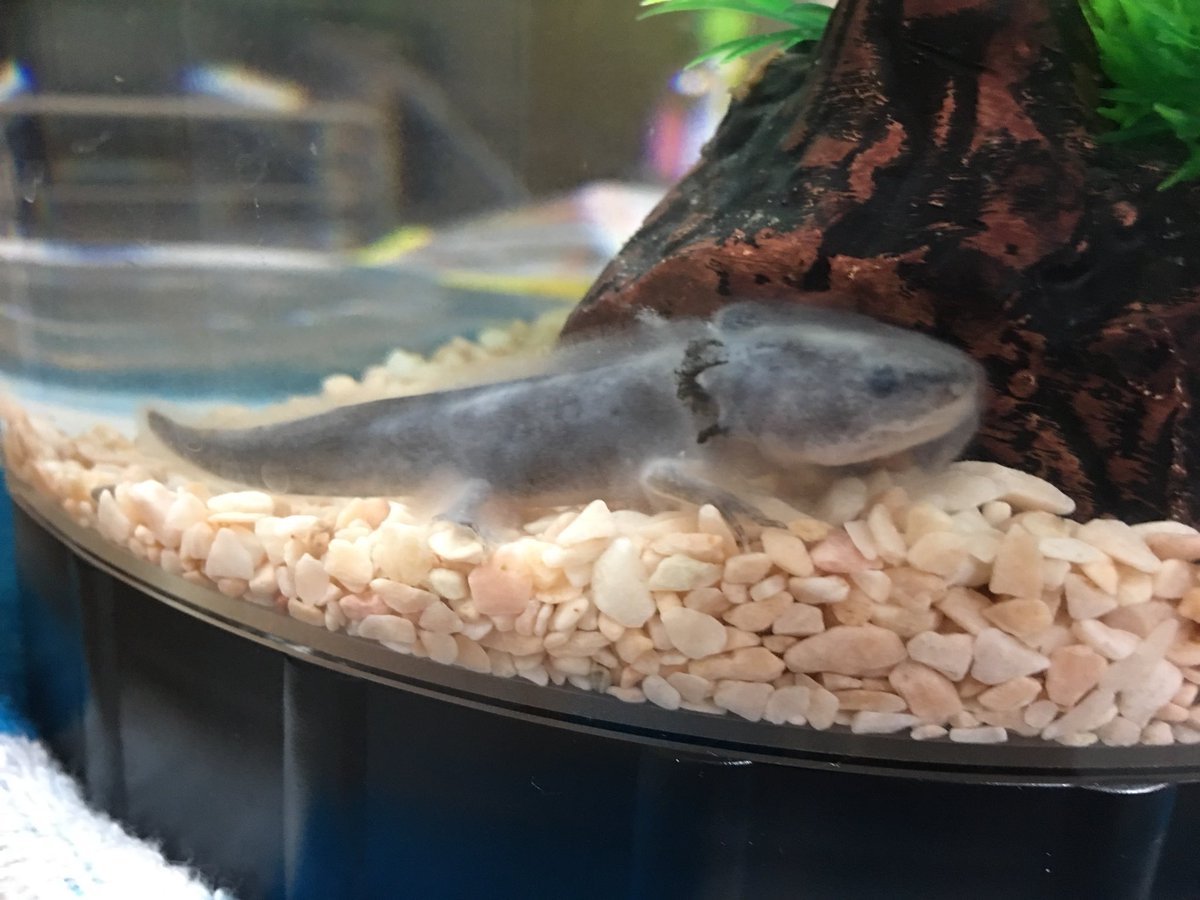 白い膜 白い膜