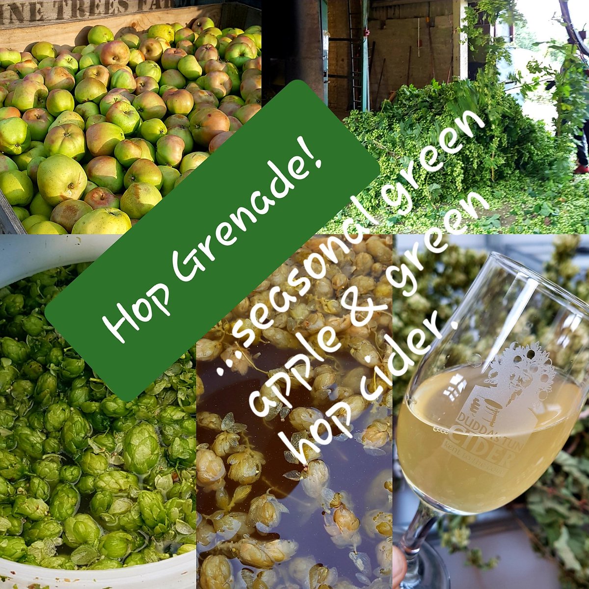 EXCITING ANNOUNCEMENT! Our brand new seasonal green apple with green hop cider will be EXCLUSIVELY available <a href="/CTFoodFest/">Canterbury Food & Drink Festival</a> <a href="/ProducedinKent/">Produced in Kent Ltd</a> &amp; <a href="/TWellsFoodFest/">Royal Tunbridge Wells Food Fest 28th 29th Sept 24</a> this weekend. Getting into the spirit with <a href="/KentGreenHop/">Kent Green Hop Beer</a>! Fresh pressed apples fermented with fresh picked green Fuggle hops!