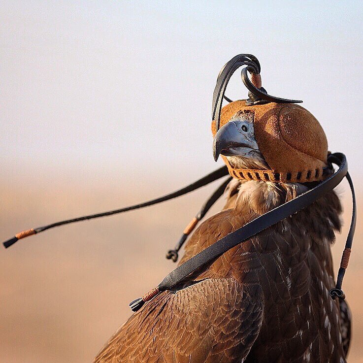 ياصاحبي مالي عن أحلامي غِنا 
ما دام جنح الليل .. يقفاه النهار

تقول لي : احلم على قدّك .. و أنا
كبيير و أحلامي على قدّي كباار