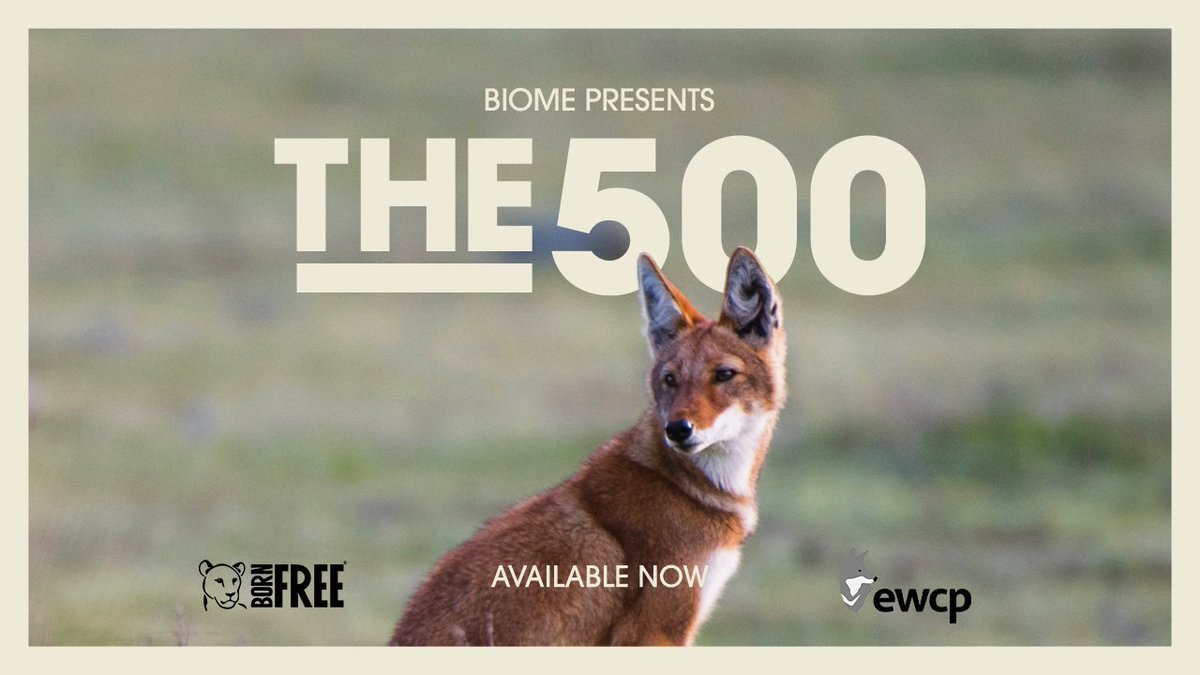 BiomeProds's tweet image. We're pleased to announce that our 360° documentary, 'The 500,' is being premiered at Encounters Short Film Festival in Bristol later this month! 
Get your tickets here: 
encounters-festival.org.uk…/liminas-vr-theatre-pr…/
@BornFreeFDN @KyKebero