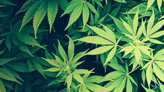 GossipRoomOff's tweet photo. Coca-Cola serait en discussion avec un groupe pour bientôt commercialiser des boissons contenant de l'infusion de cannabis selon la télévision canadienne. 🍁 https://t.co/4u5tqLiraz