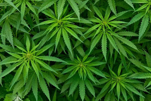 GossipRoomOff's tweet photo. Coca-Cola serait en discussion avec un groupe pour bientôt commercialiser des boissons contenant de l'infusion de cannabis selon la télévision canadienne. 🍁 https://t.co/4u5tqLiraz