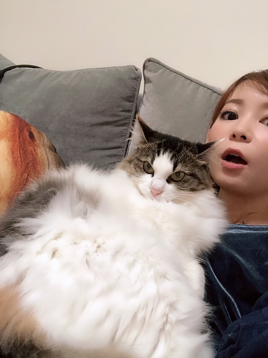 しぶとい中川翔子 على تويتر モフモフ大雪原 なんかピンクちゃん 冬毛に生え変わったのかすごいふんわふわもちさふぁほもちもちふわふわになってきた あとでかくなった 華奢だったのが最近足もカラダも まさか ノルウェージャンフォレストの血 まだ しぶとい中川翔子 على تويتر モフモフ大雪原 なんかピンクちゃん 冬毛に生え変わったのかすごいふんわふわもちさふぁほもちもちふわふわになってきた あとでかくなった 華奢だったのが最近足もカラダも まさか ノルウェージャンフォレストの血 まだ