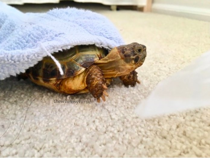 Turtles! (@turtlecentral) on Twitter photo 