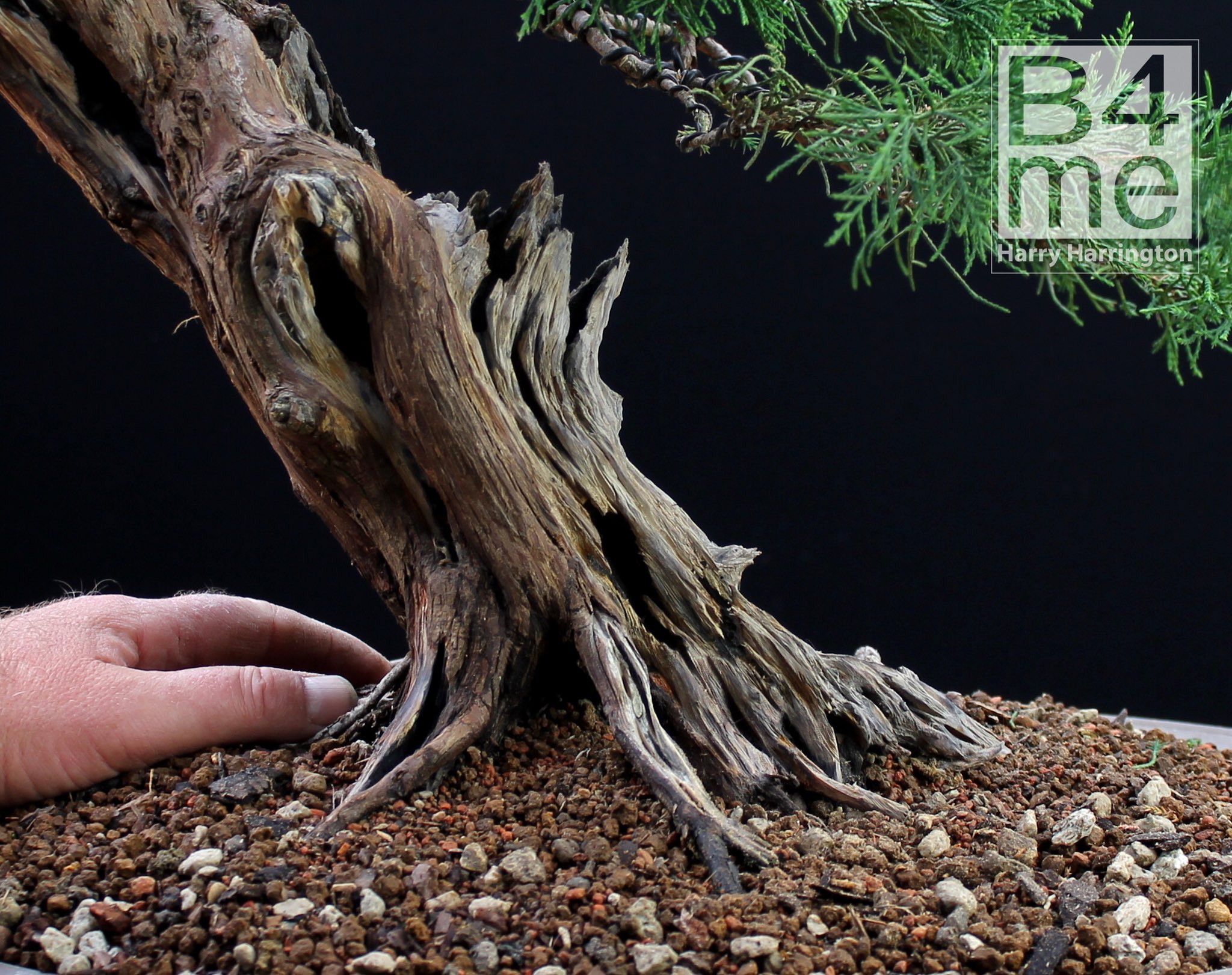 Harry Harrington on Twitter "And before and after images of the