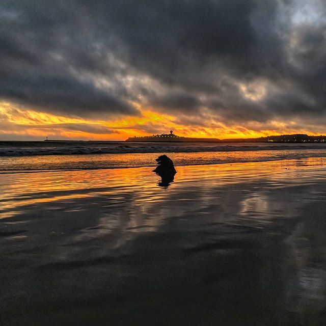motorbikematt's tweet photo. #TheSal
16-Sept-2018
#sunset #halfmoonbay #beach #beachlife #magical #ilovehim #briard #briardsofinstagram https://t.co/onD5Xc86xU https://t.co/cAn5y5z6ml