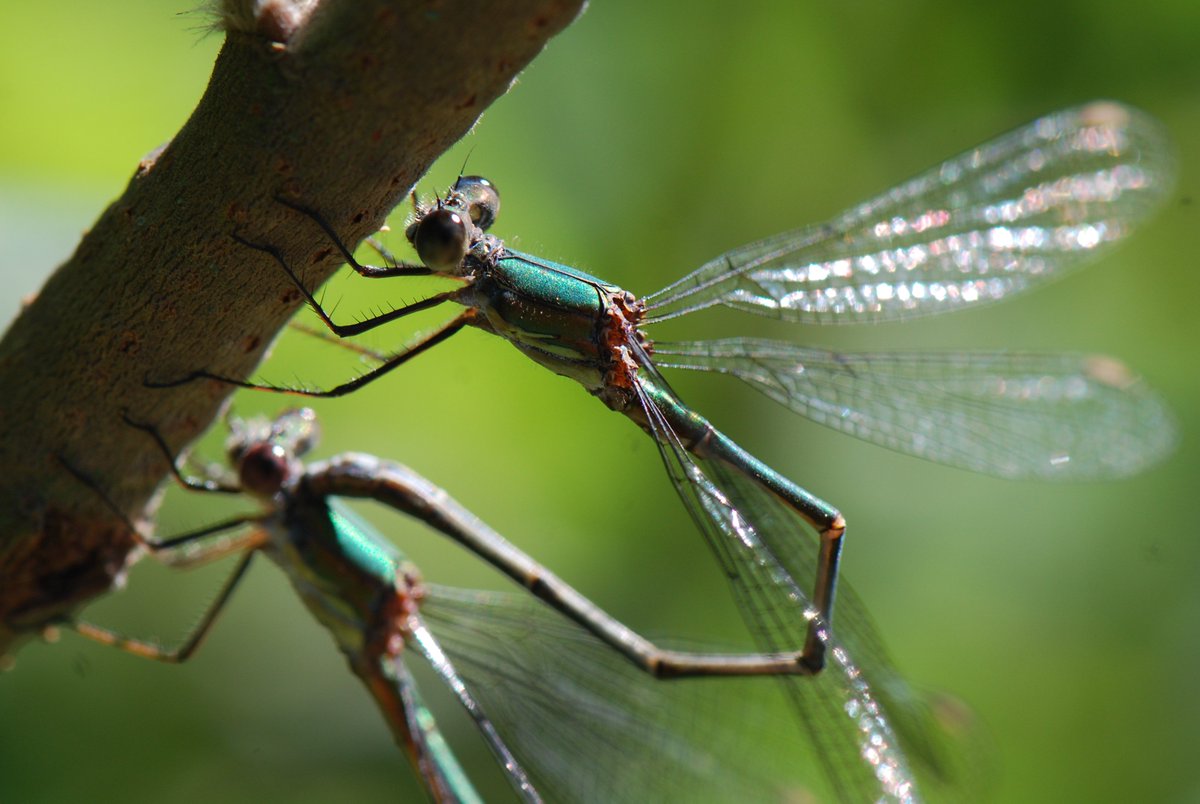 tanagertim's tweet photo. Several mating Willow Emerald Damselflies in Wanstead Park now. First yr breeding recorded. Note yellow spur on thorax and dark-lined pale wing spot. @EssexFieldClub @WansteadBirding @JWFHeal @BadgerVaughan @TheCowboyBirder https://t.co/4SgfgdBhwY
