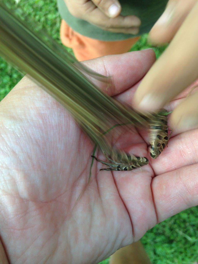 trevorbmbagency's tweet photo. Frog-gone. https://t.co/3TKtynv0SX