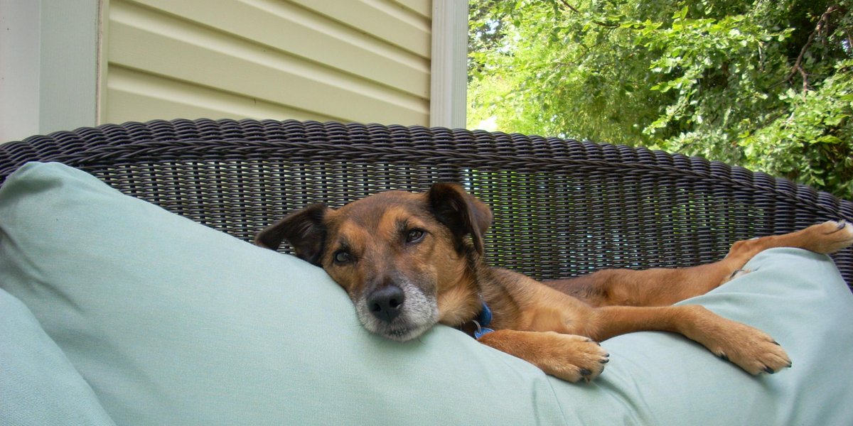 #MyTurf is a place for Buddy &amp; I to spend time outside – with lush real grass made for fetch and perfect for lounging.