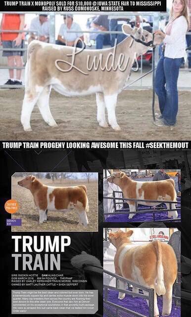 mattlautner's tweet photo. Trump Train Progeny Getting It Done Early In The Sale Season @ $11,500, $10,500, $10,000 For Breeders Brody Barrier, Dave Stoltz &amp; Russ Domonoske 
- 
Here Is A Trump Train x PB Shorthorn #ShortPlusSteer Selling Today On CW For Dawn Cable #SD
-
Click 
https://t.co/3DkrImYGQI https://t.co/f3OP4aVDao